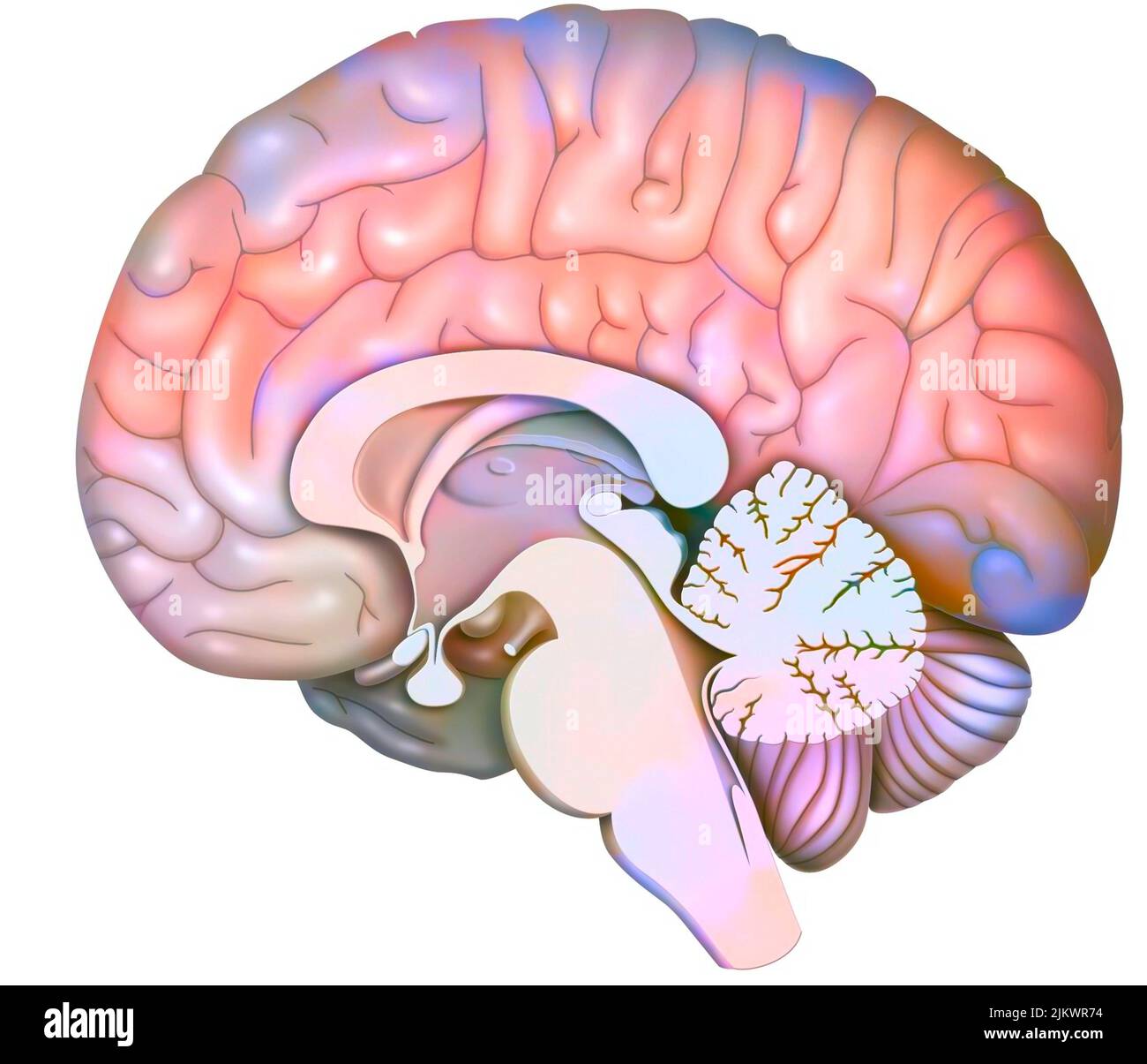 Sezione sagittale mediana del cervello con cervelletto e inizio del tronco cerebrale. Foto Stock