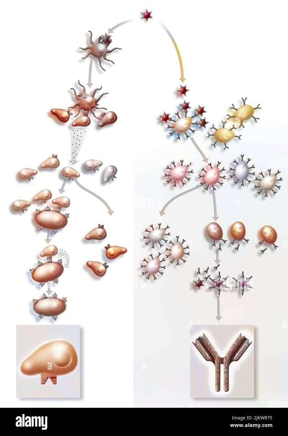 Reazione immunitaria grazie ai linfociti T CD8 (a sinistra) e alla produzione di anticorpi (a destra). Foto Stock