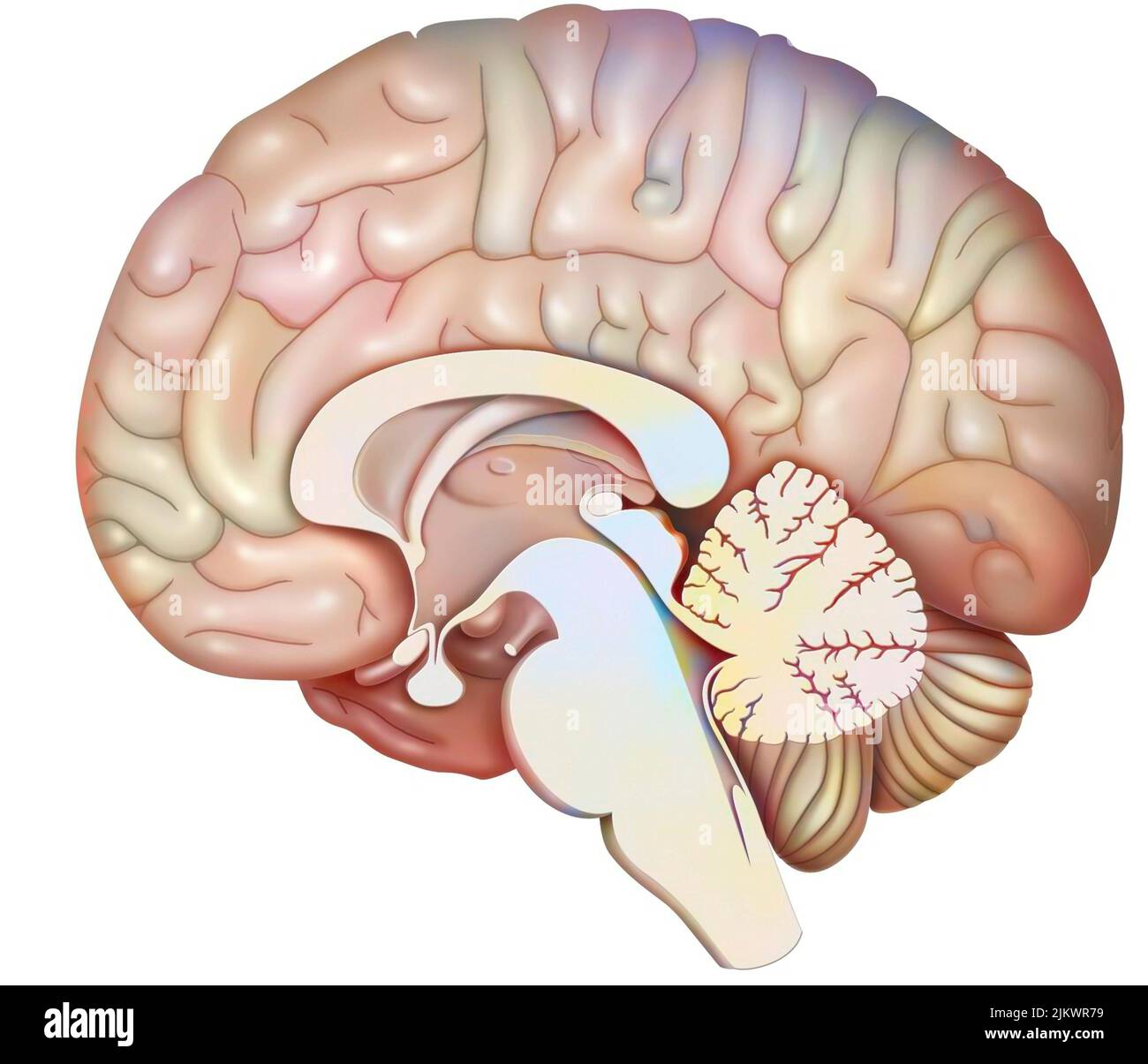 Sezione sagittale mediana del cervello con cervelletto e inizio del tronco cerebrale. Foto Stock