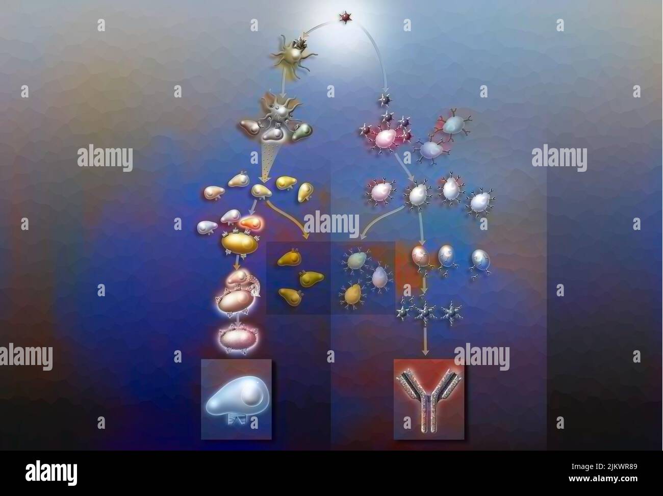 Reazioni immunitarie: Le difese dell'organismo con CD4 linfociti T (a sinistra) e linfociti B (a destra). Foto Stock