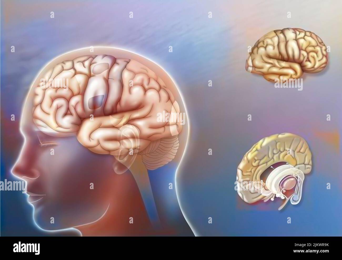 Aree cerebrali dell'emisfero sinistro e destro e strutture della linea mediana. Foto Stock
