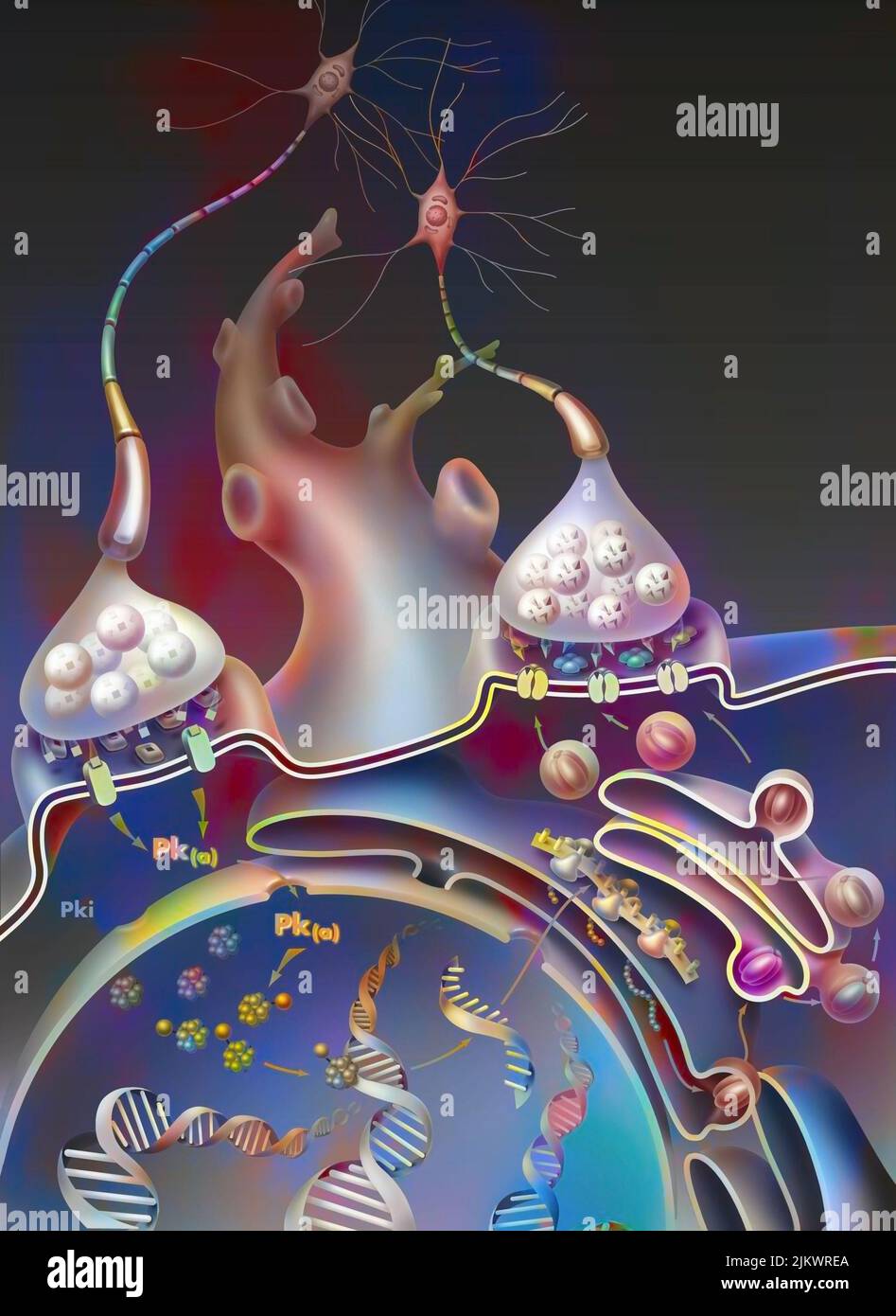 PLT (potenziamento a lungo termine), fase 3: Vengono creati nuovi collegamenti per la memoria a lungo termine. Foto Stock