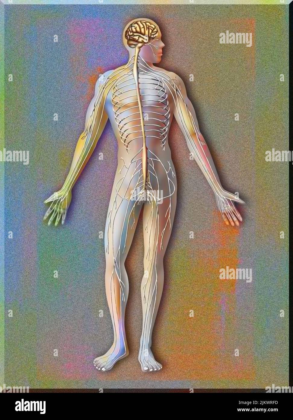 Silhouette con sistema nervoso costituito dal sistema centrale e dal sistema periferico. Foto Stock