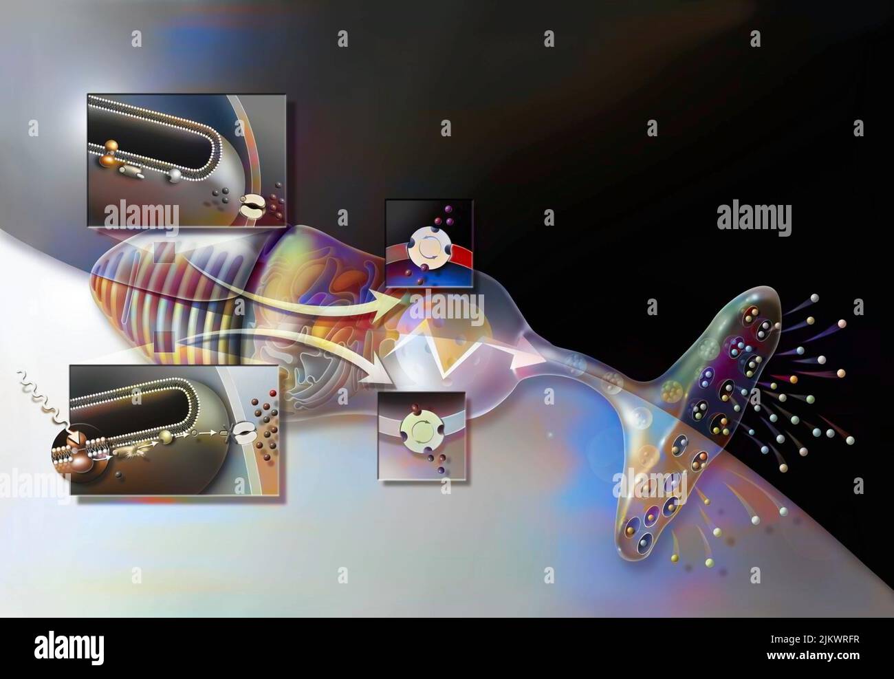 Cono, cellula fotorecettrice della retina che permette la visione diurna e notturna. Foto Stock