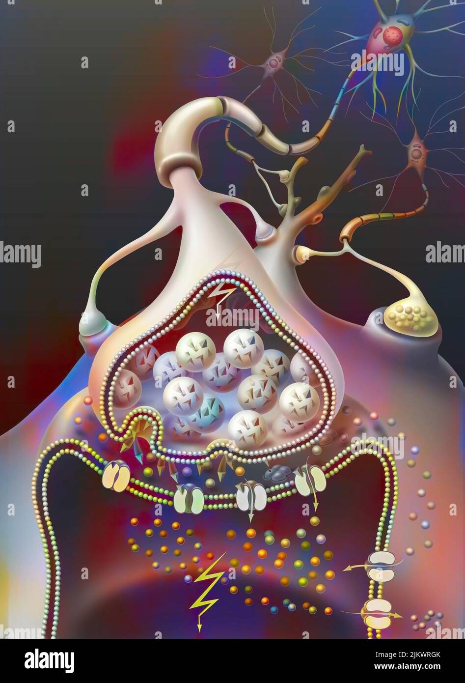 Spostamento del potenziale d'azione (afflusso) nella sinapsi. Foto Stock