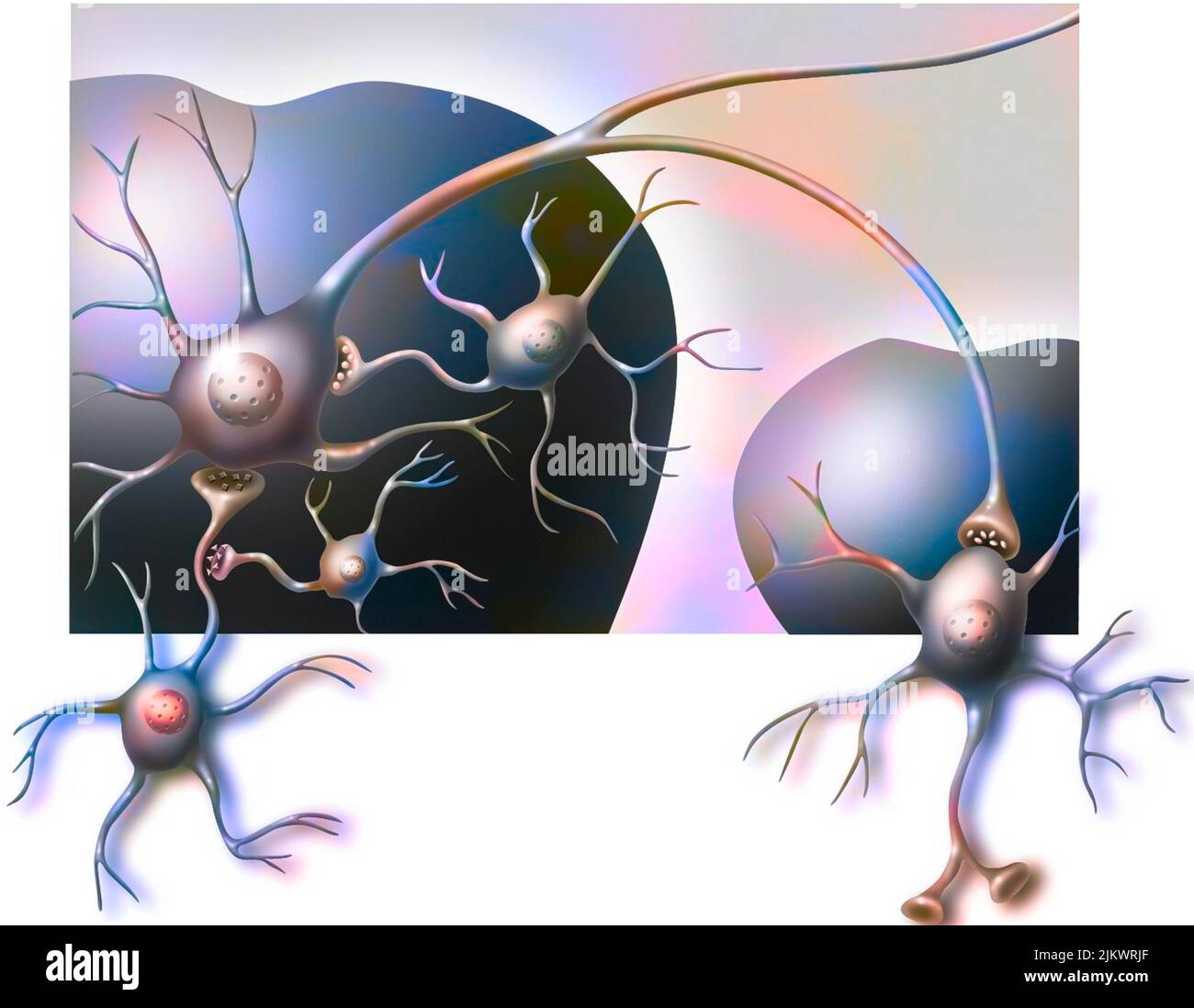 L'area mentale ventrale del cervello e del nucleo si accumula con i loro neuroni. Foto Stock