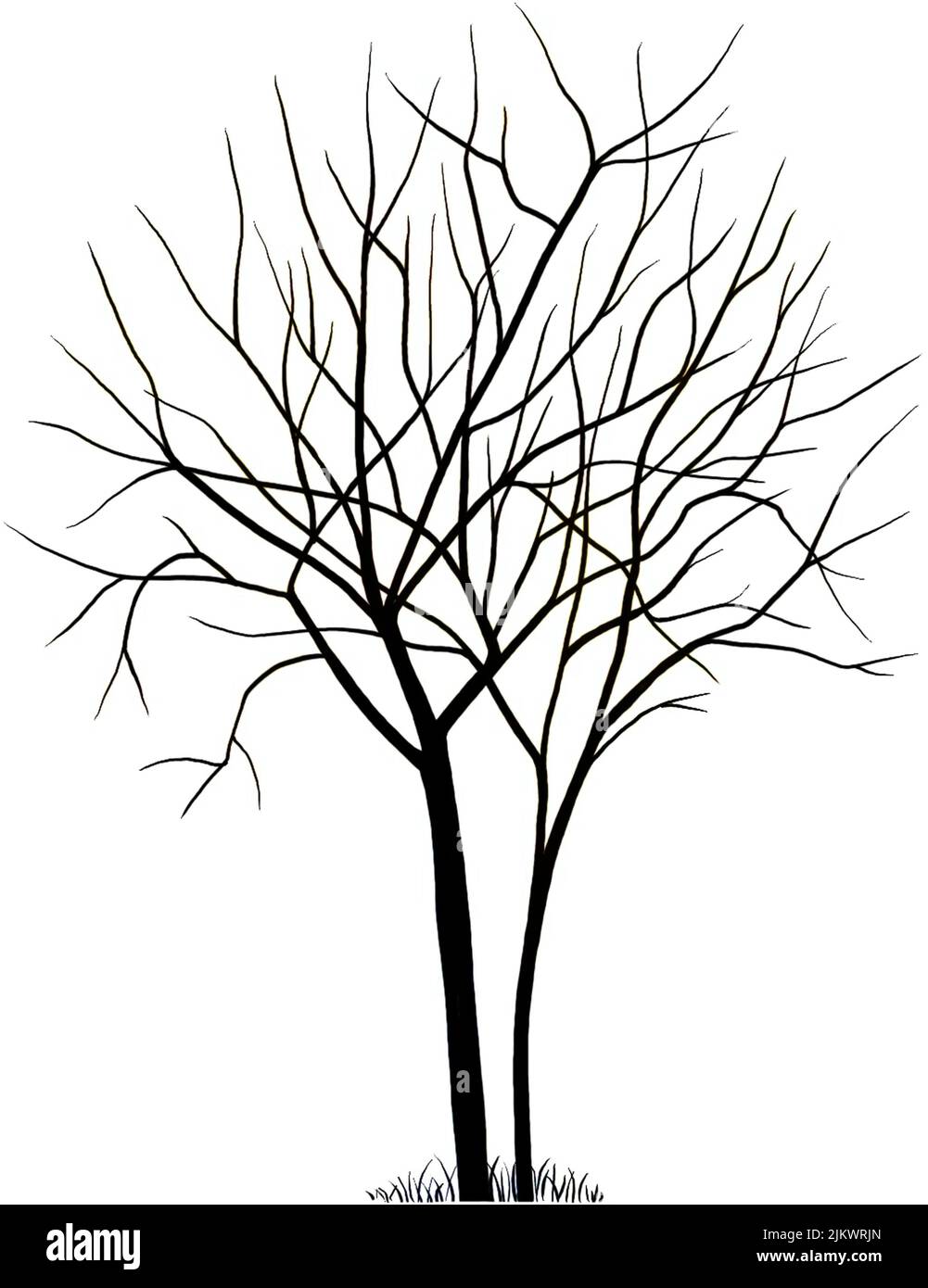 Disegno di un sambuco (albero) isolato su uno sfondo bianco. Foto Stock