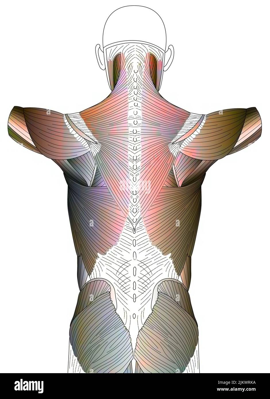 Muscoli dorsali e glutei che costituiscono la fascia dorsale. Foto Stock