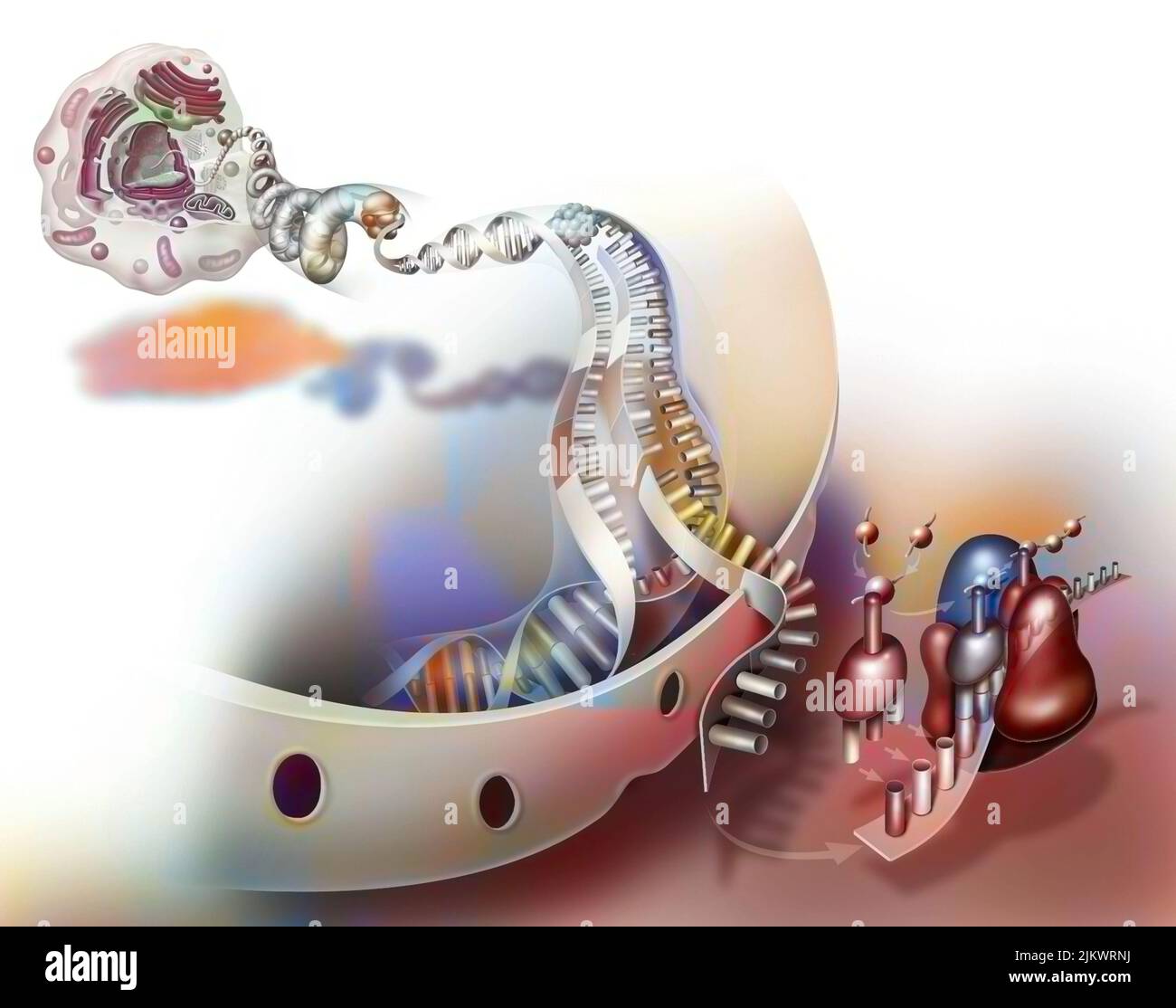 Trascrizione del DNA per la produzione e la traduzione di proteine. Foto Stock
