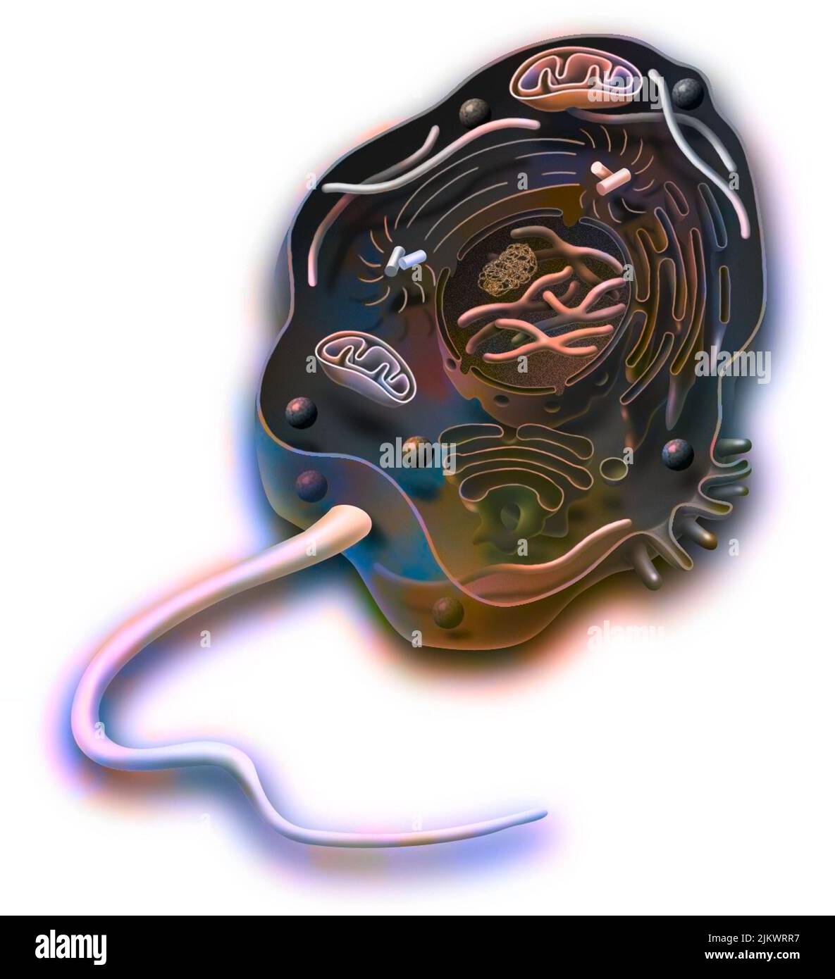 Eucariote di tipo cellulare animale con DNA, reticolo endoplasmatico. Foto Stock