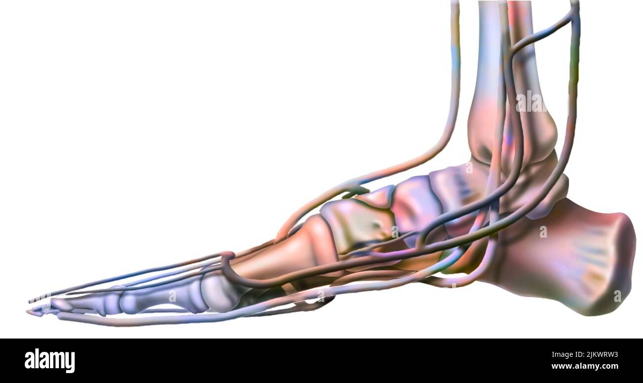 Anatomia delle reti venose del piede nella vista mediana. Foto Stock