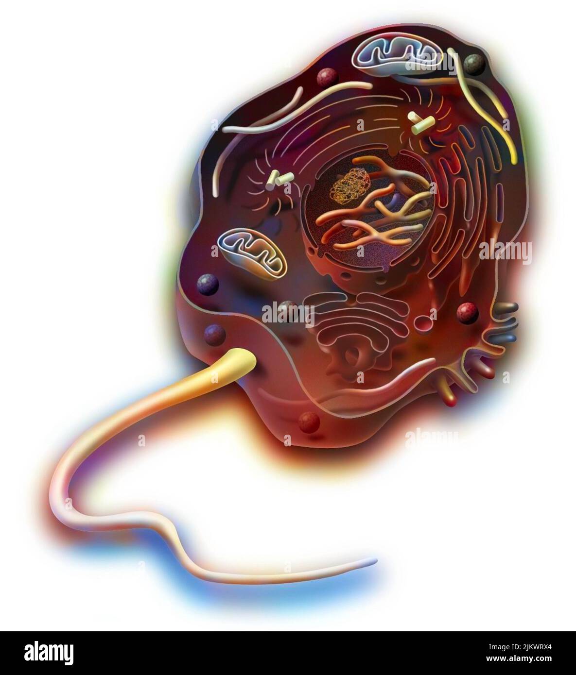 Eucariote di tipo cellulare animale con DNA, reticolo endoplasmatico. Foto Stock