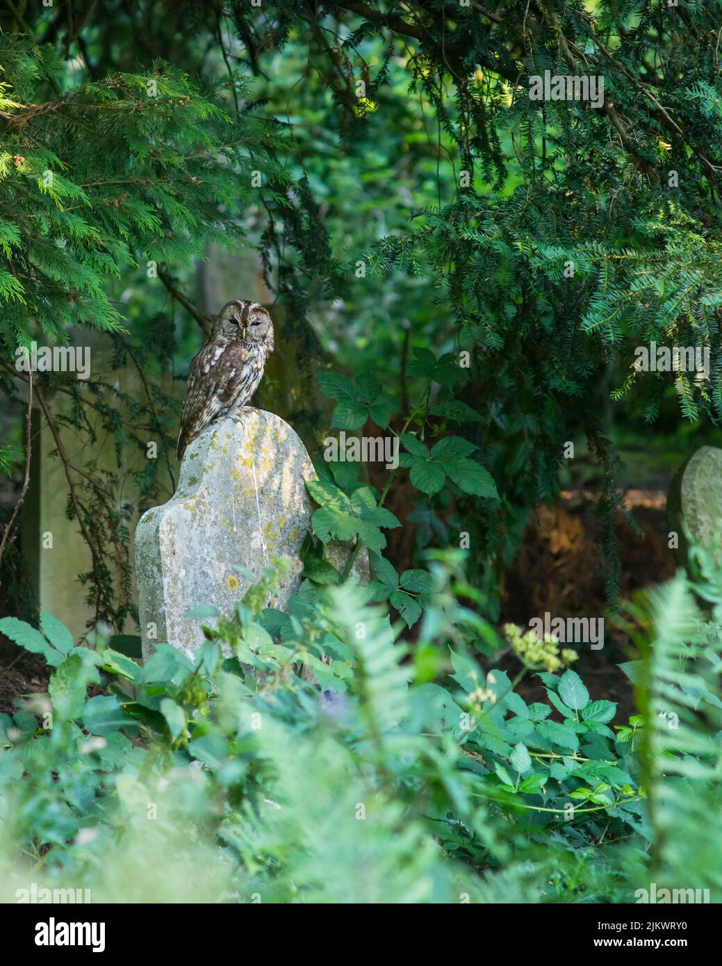 Un gufo tawny (Strix aluco) è posato su una pietra sepolta nel vecchio cimitero di Southampton, Hampshire, Inghilterra Foto Stock