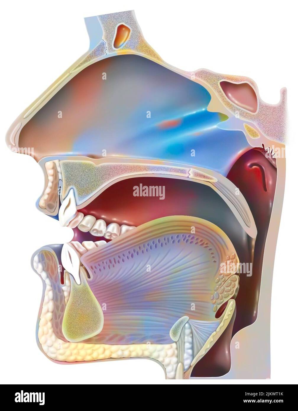 Posizione della bocca per la pronuncia della 'A' nella fonazione. Foto Stock