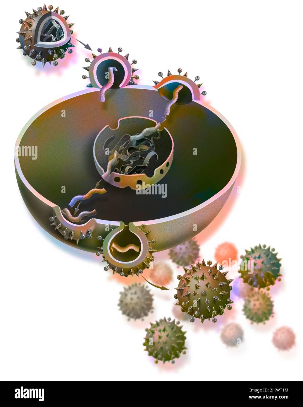 Replicazione del virus dell'influenza da una cellula ospite. Foto Stock