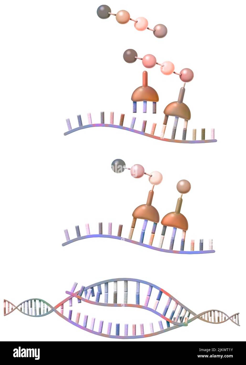 Sintesi peptidica: Sintesi mediante ribosomi di amminoacidi da RNA messaggero. Foto Stock