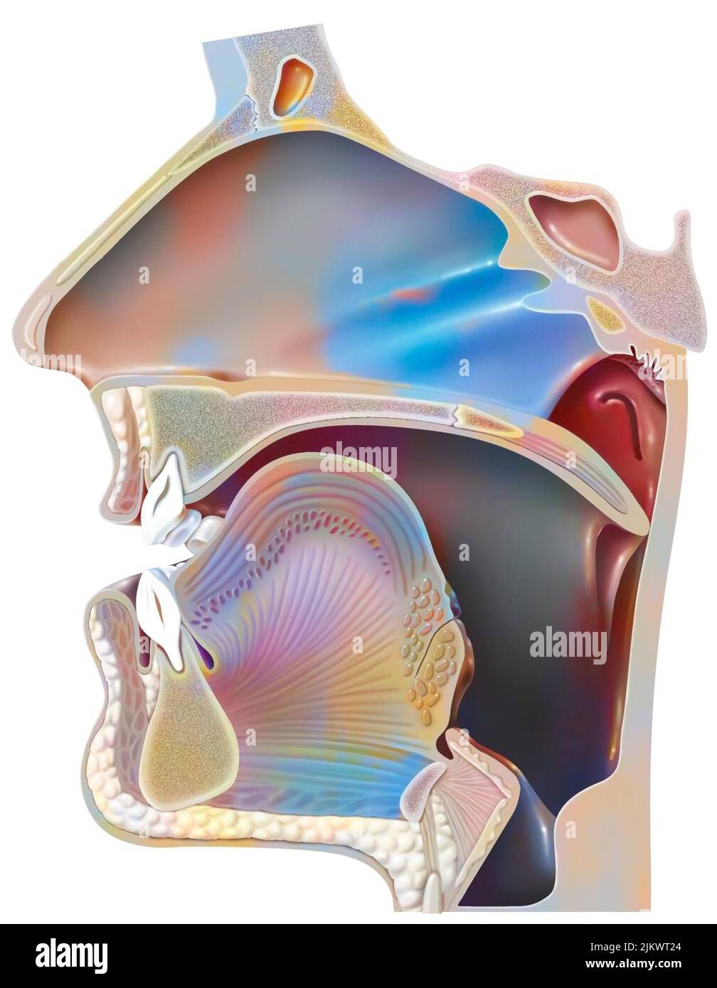 Posizione della bocca per la pronuncia dell'i nella fonazione. Foto Stock