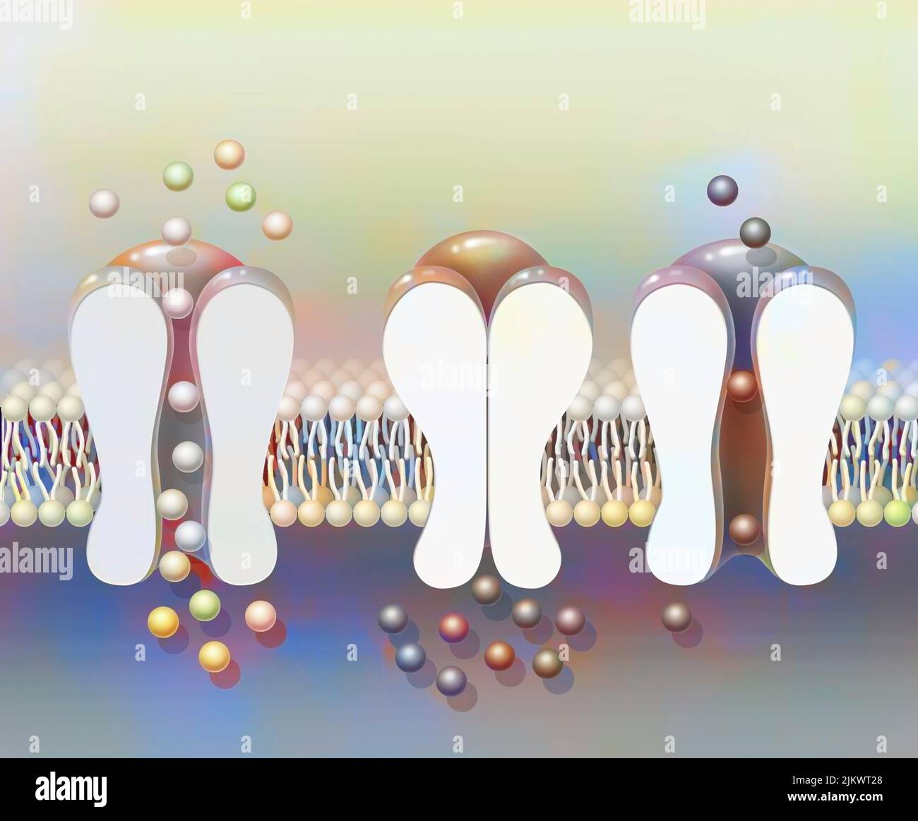 Depolarizzazione: Membrana fosfolipide con canali ionici NA + e K +. Foto Stock
