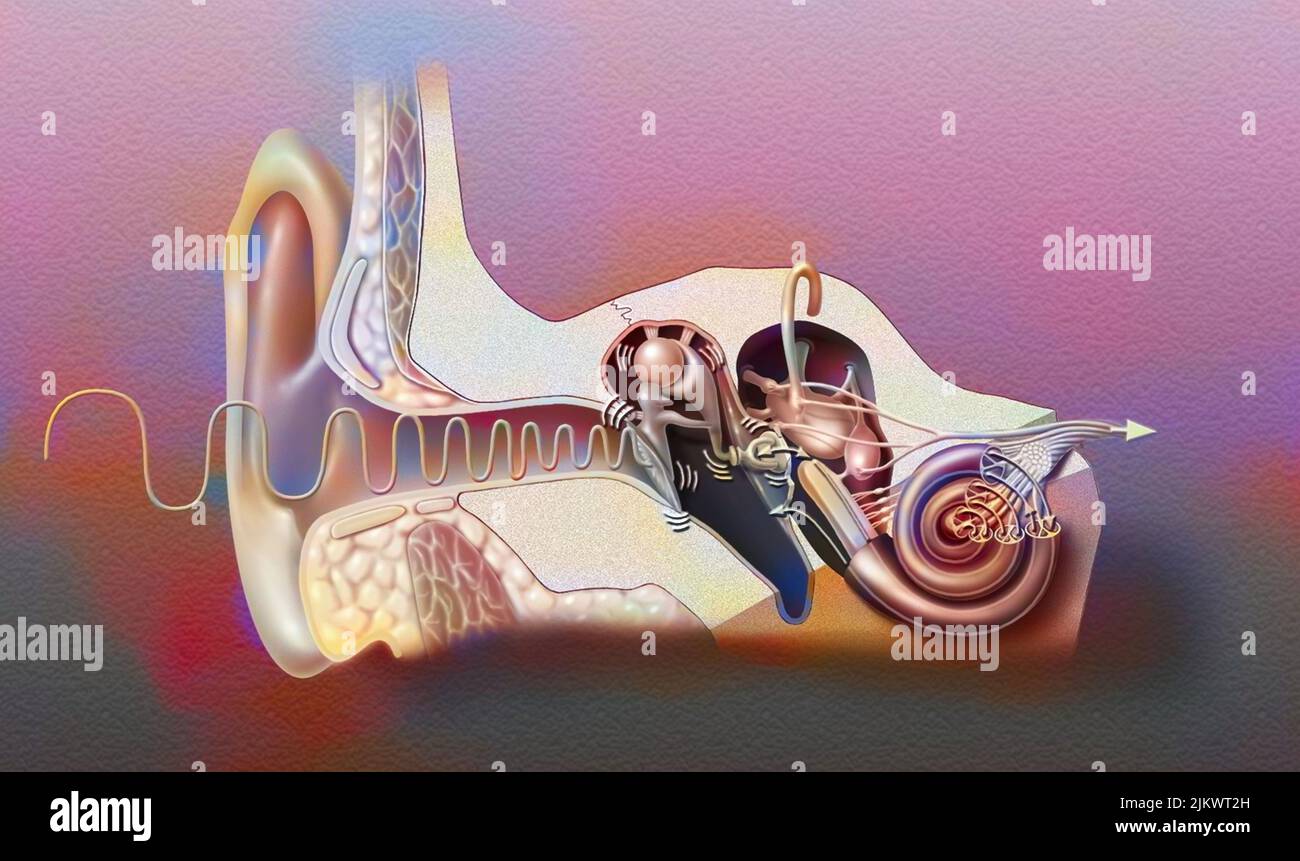 Anatomia dell'orecchio che mostra il timpano, le ossicole, il martello, l'incudine. Foto Stock