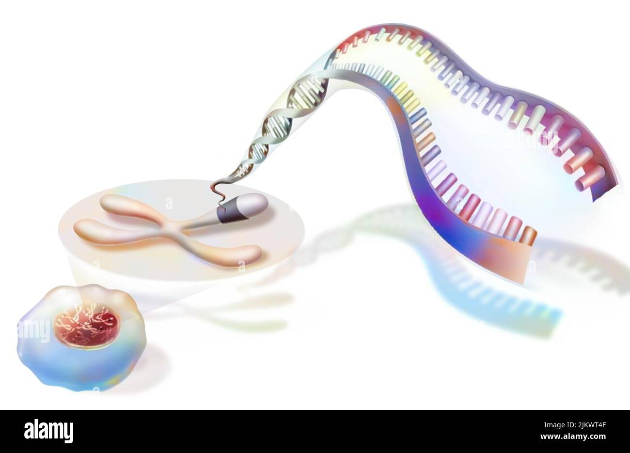 Zoom sui cromosomi di un nucleo che mostra l'elica del DNA. Foto Stock