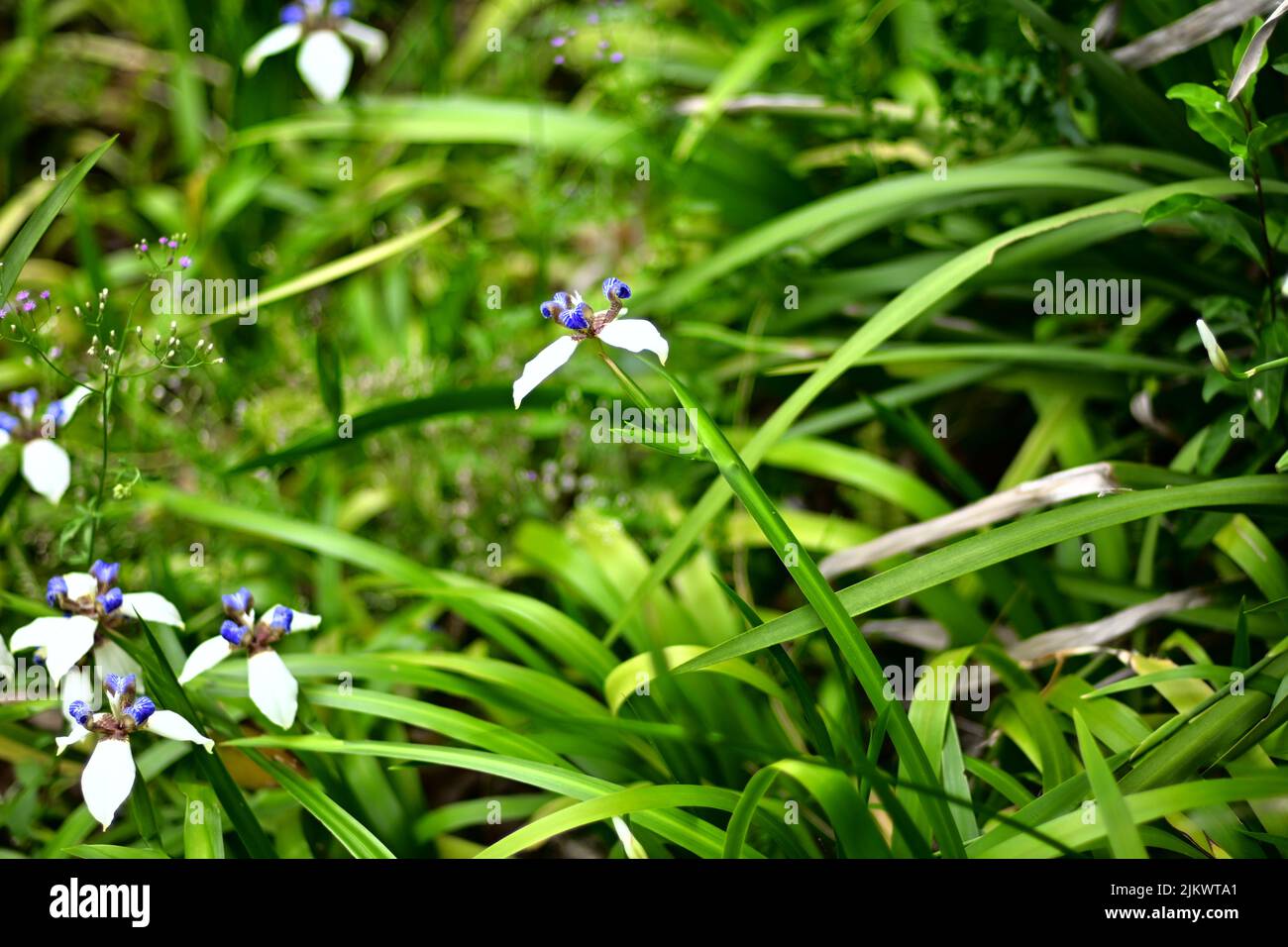 Un'area di fiori di iride a piedi che crescono in un parco di Hong Kong Foto Stock