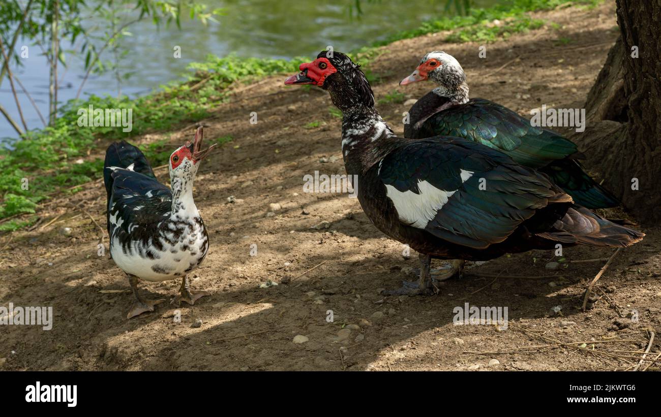 Un primo piano di tre anatre domestiche di muscovy Foto Stock