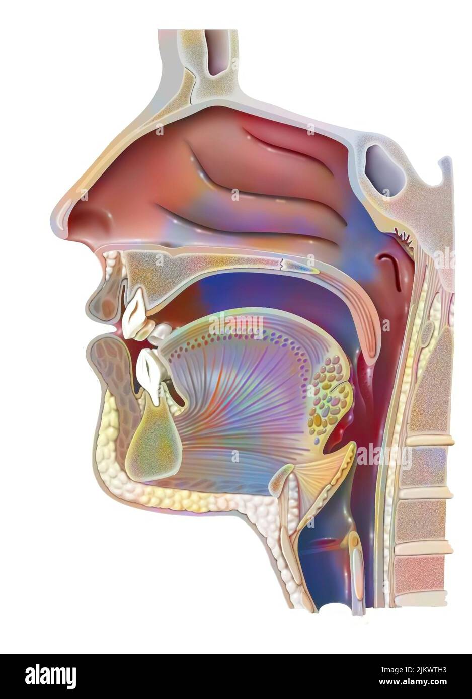 Anatomia del nasofaringe con cavità nasale, cavità orale. Foto Stock
