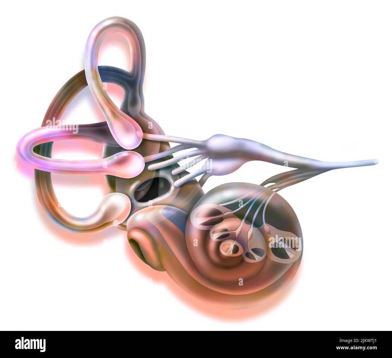 Apparato dell'orecchio interno e vestibolare con canali semicircolari, macule. . Foto Stock