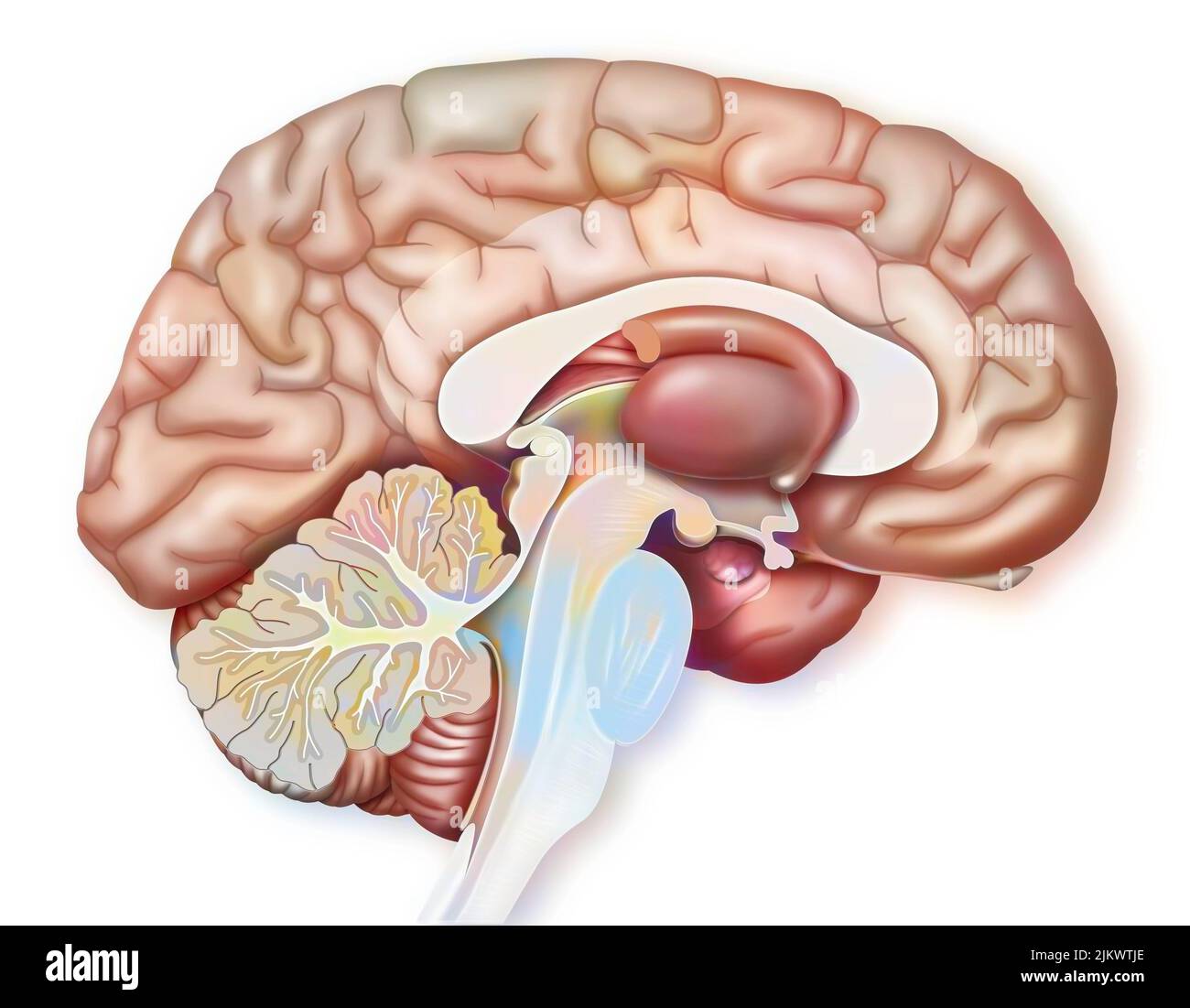 Sezione sagittale mediana del cervello con girus gengulare, tonsil, ipotalamo. Foto Stock