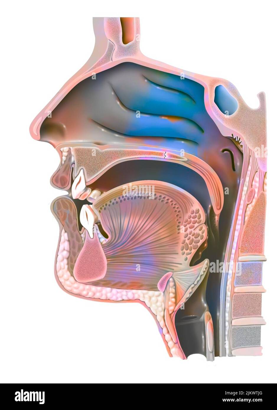 Anatomia del nasofaringe con cavità nasale, cavità orale. Foto Stock