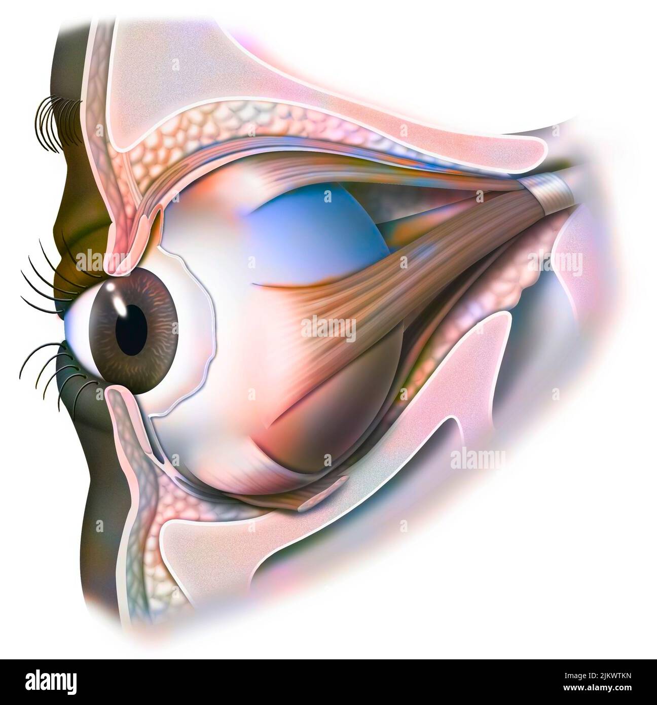 Anatomia dell'occhio e della palpebra (vista dal 3/4) con iride, pupilla. Foto Stock