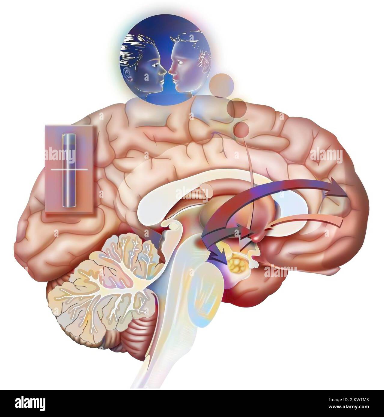 Desiderio e rottura (stato 2): Reazione del cervello quando si è innamorati. Foto Stock Desiderio e rottura (stato 2): Reazione del cervello quando si è innamorati. Foto Stock