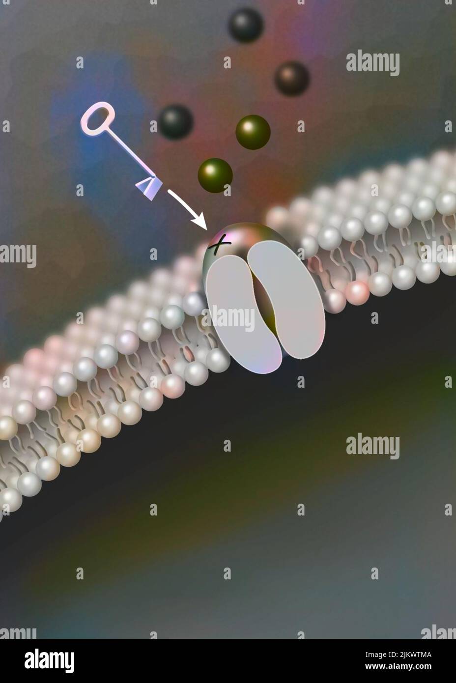 Canale ionico ligando-dipendente: L'attacco di una particolare molecola provoca l'apertura del canale. Foto Stock