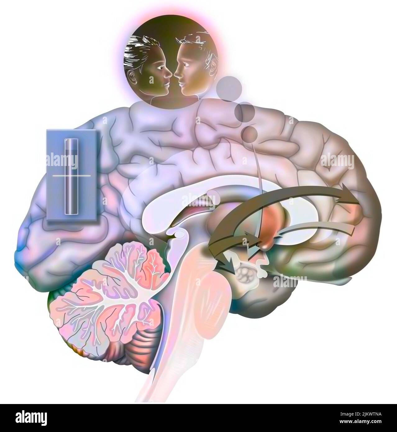 Desiderio e rottura (stato 2): Reazione del cervello quando si è innamorati. Foto Stock Desiderio e rottura (stato 2): Reazione del cervello quando si è innamorati. Foto Stock