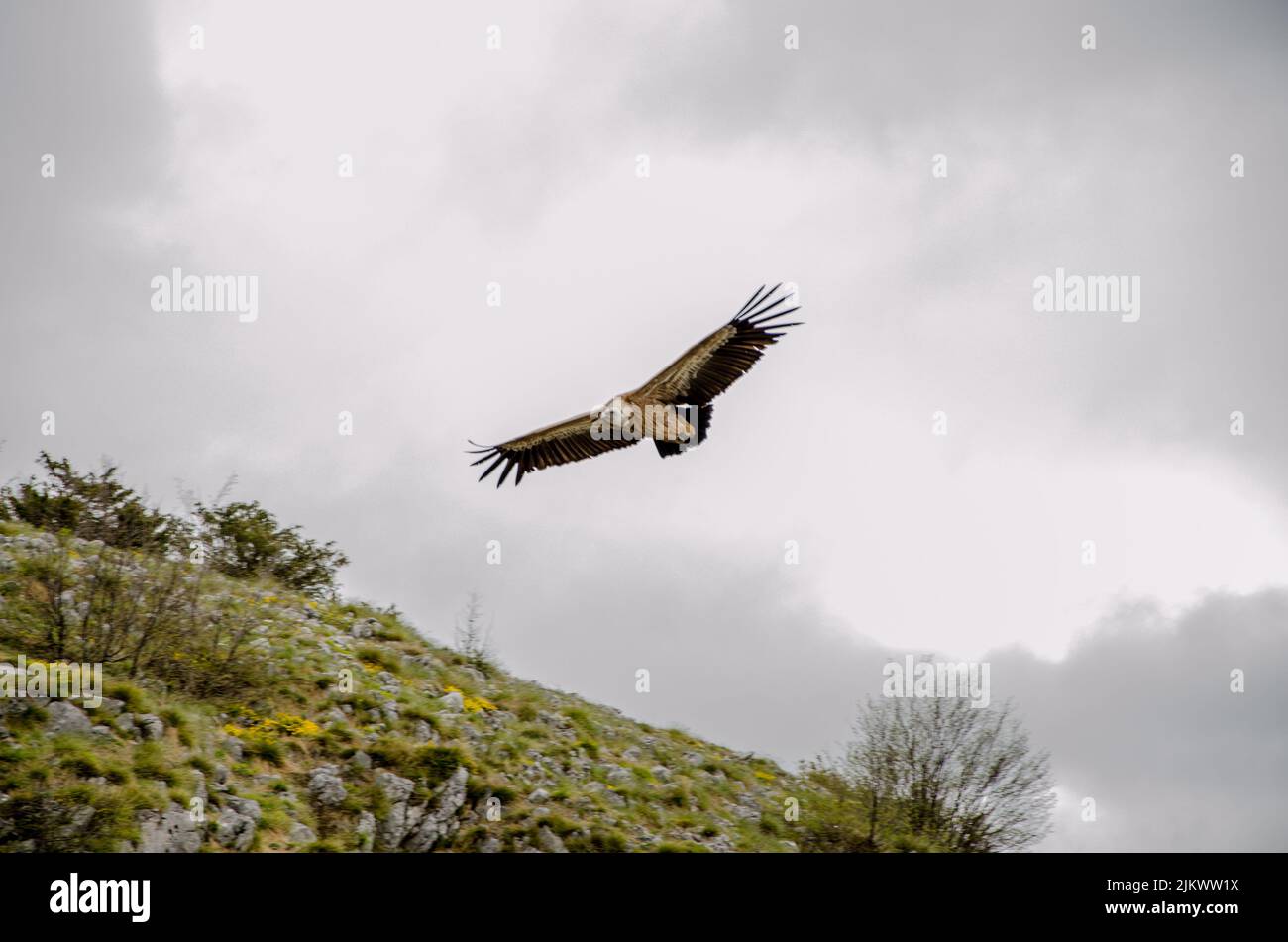 Un bellissimo scatto di un'aquila che vola nel cielo nuvoloso durante il giorno Foto Stock