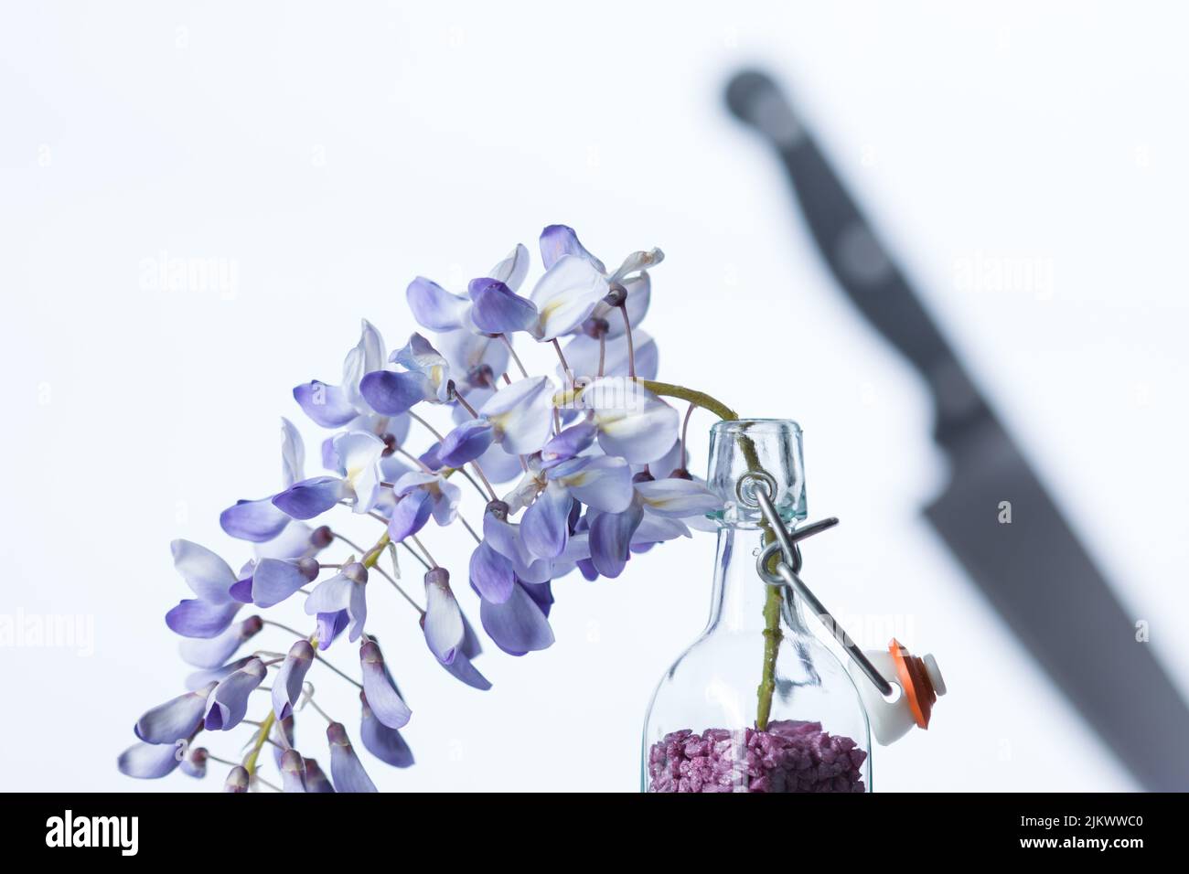 Immagine orizzontale di un mazzo di glicine in una piccola bottiglia di essenza colorata su sfondo bianco con coltelli affilati. Foto Stock