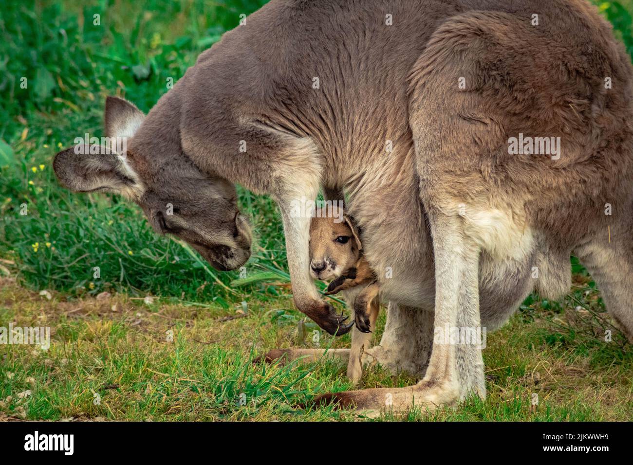 Un giovane canguro all'interno del sacchetto della sua madre Foto Stock
