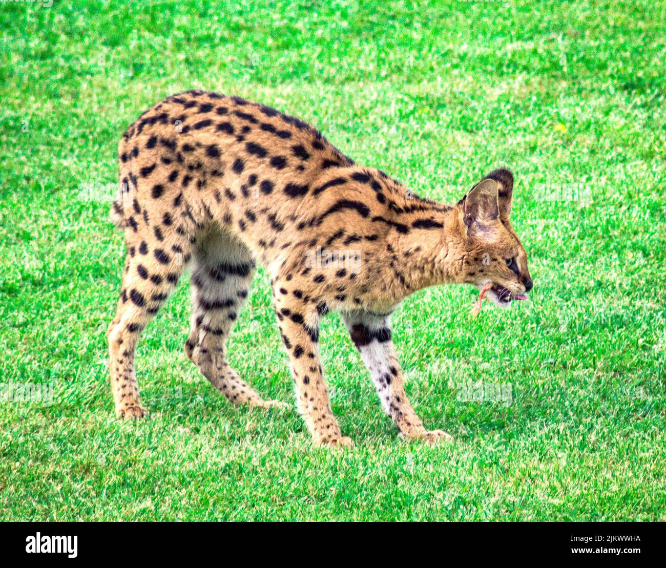 Un primo piano di un leptailurus che mangia la preda nel parco verde Foto Stock