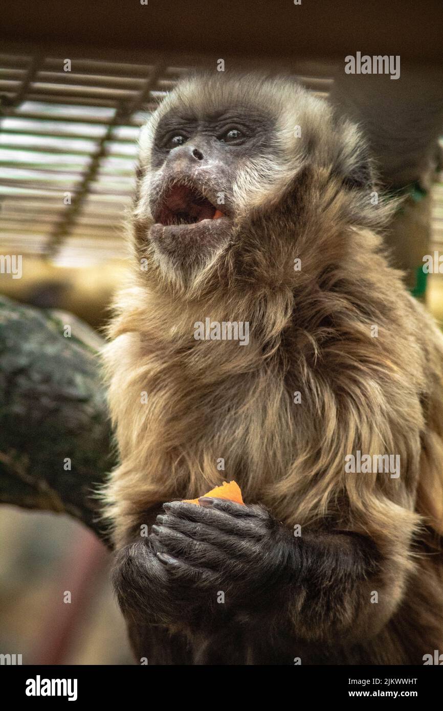 Una scimmia cappuccina che mangia un arancio Foto Stock
