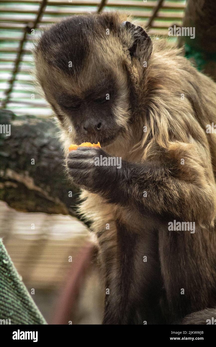 Una scimmia cappuccina che mangia un arancio Foto Stock