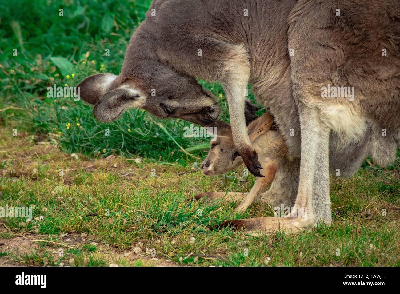 Un giovane canguro all'interno del sacchetto della sua madre Foto Stock