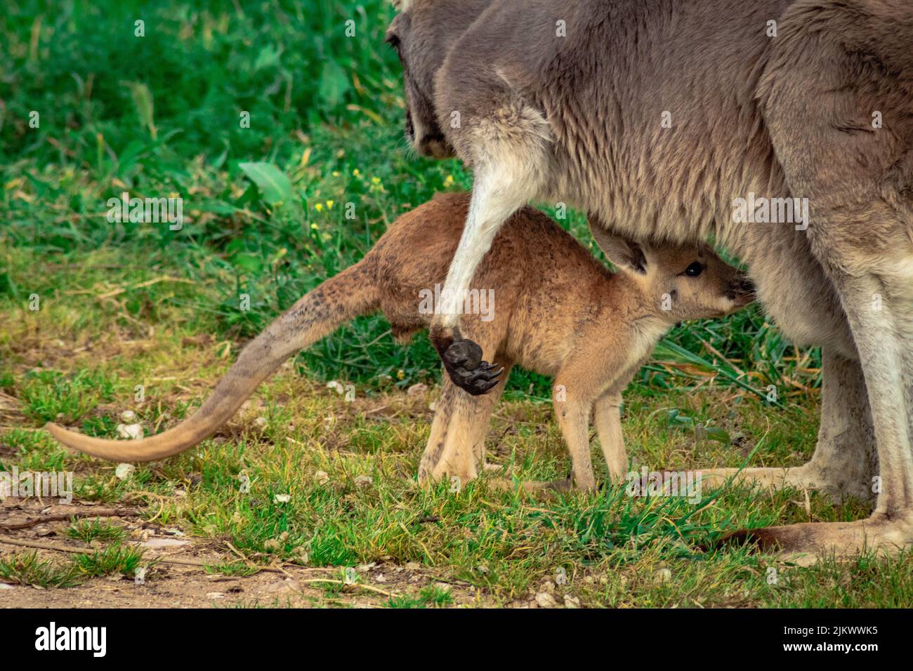 Un giovane canguro con la madre Foto Stock