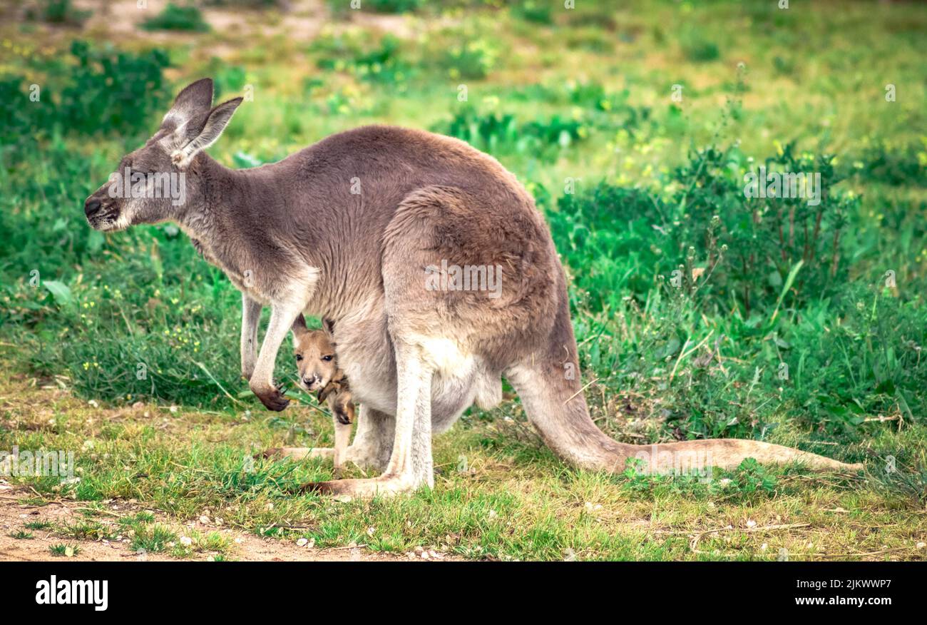 Un giovane canguro all'interno del sacchetto della sua madre Foto Stock