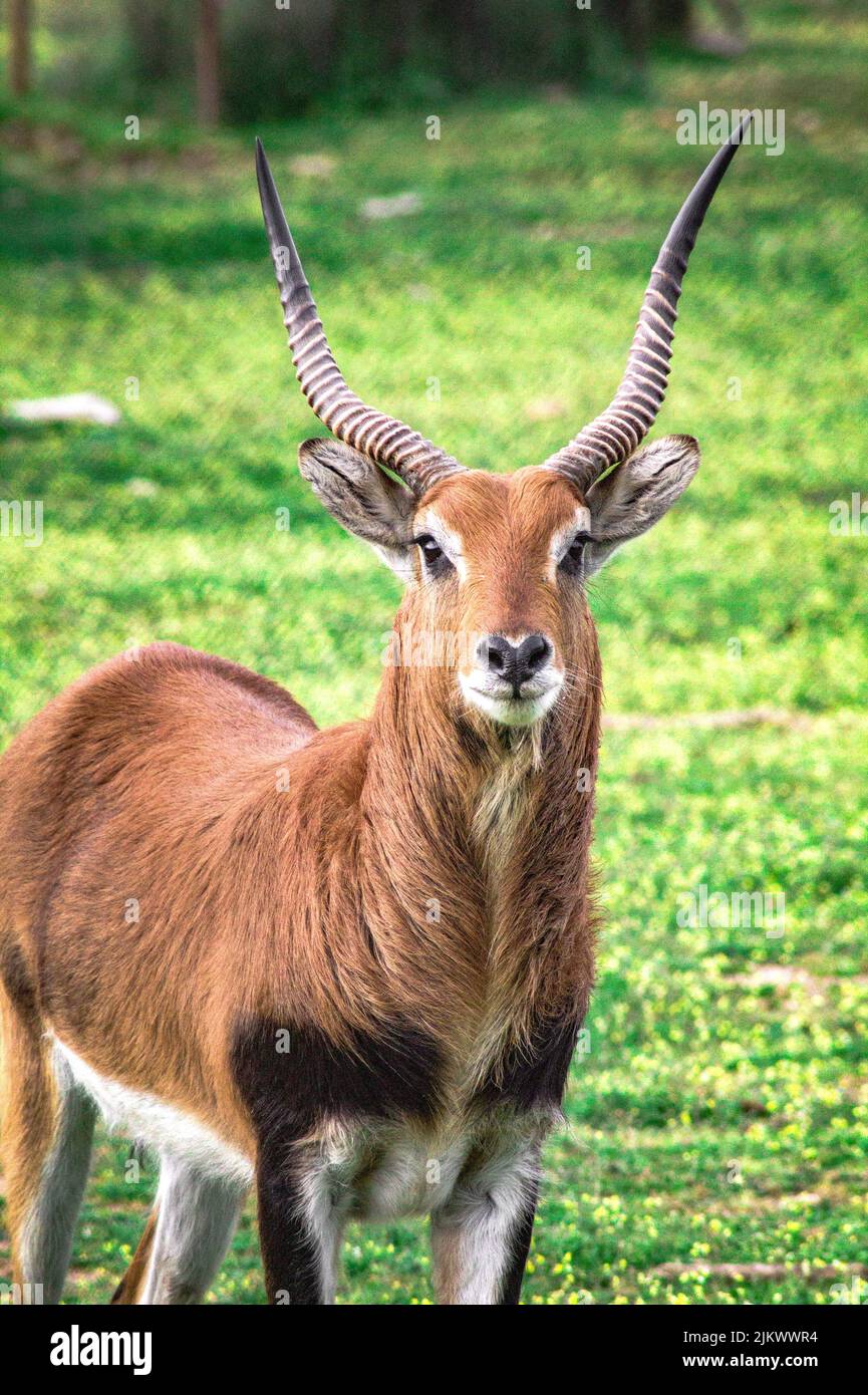 Antilope acquatica o cobo d'acqua in un campo Foto Stock