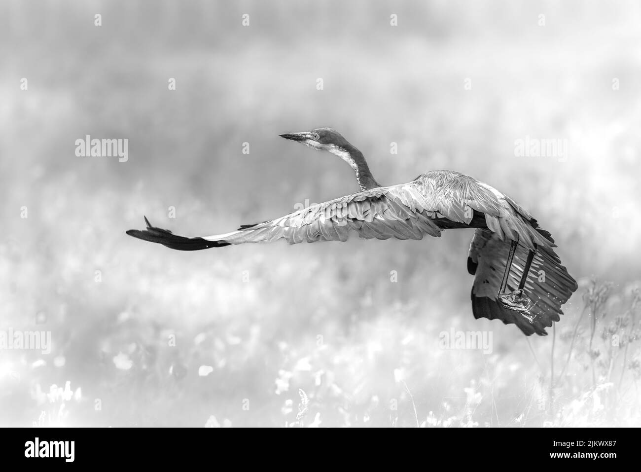 Un uccello airone che sorvola una savana africana Foto Stock
