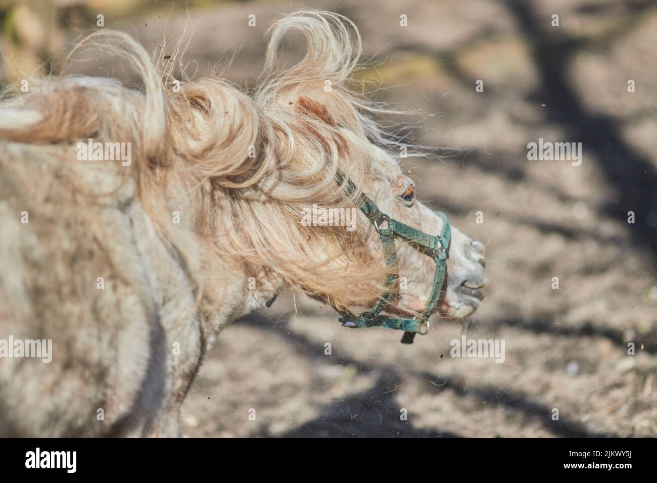 Un bel ritratto di un cavallo islandese in piedi nel campo in luce del sole con sfondo sfocato Foto Stock