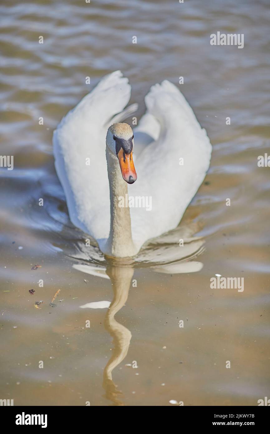 Un bel colpo di cigno muto che nuota nelle acque calme del lago alla luce del sole Foto Stock