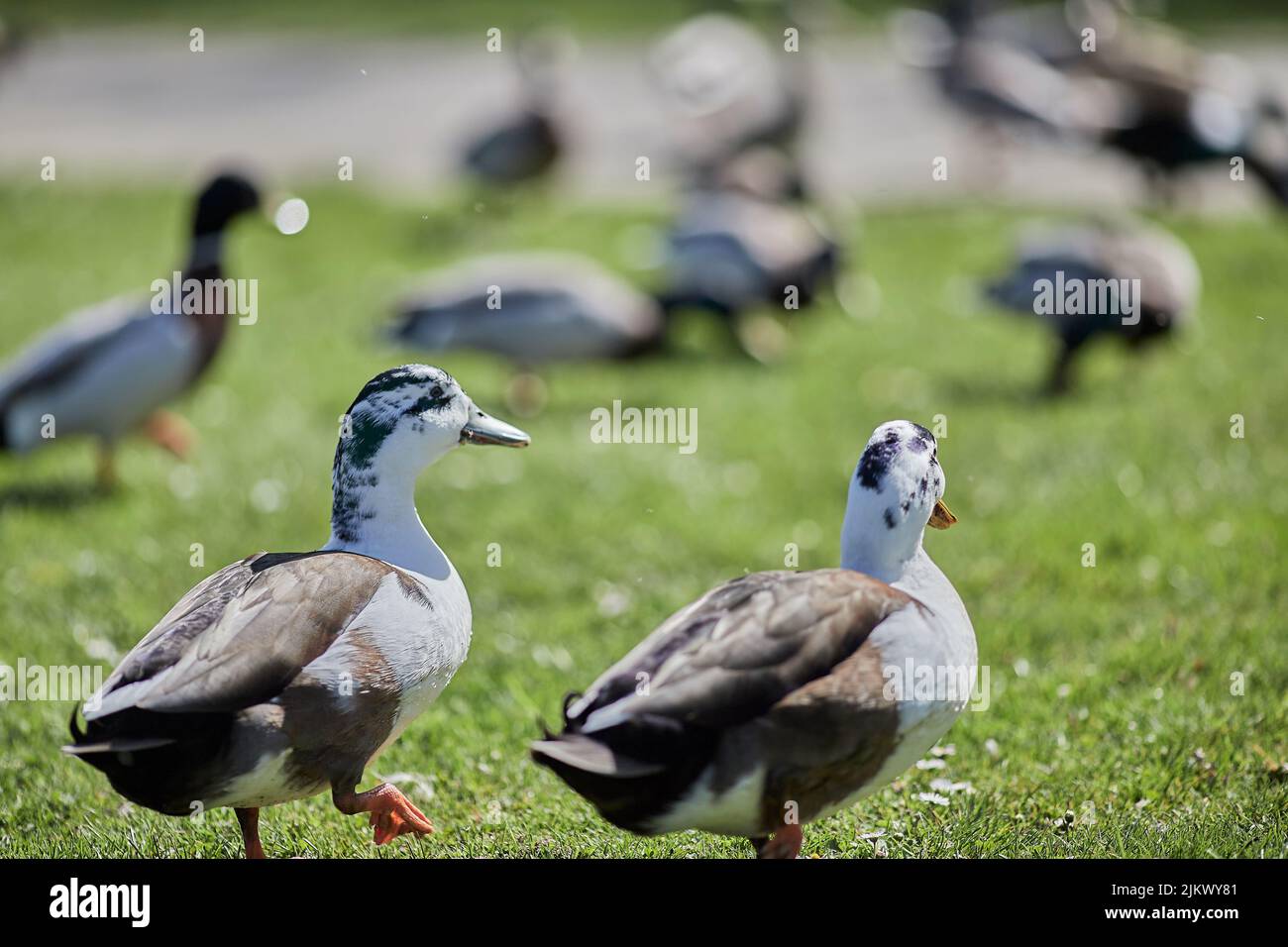 Una foto selettiva di due anatre in erba in piedi sull'erba verde nel parco in una bella giornata di sole con sfondo sfocato Foto Stock