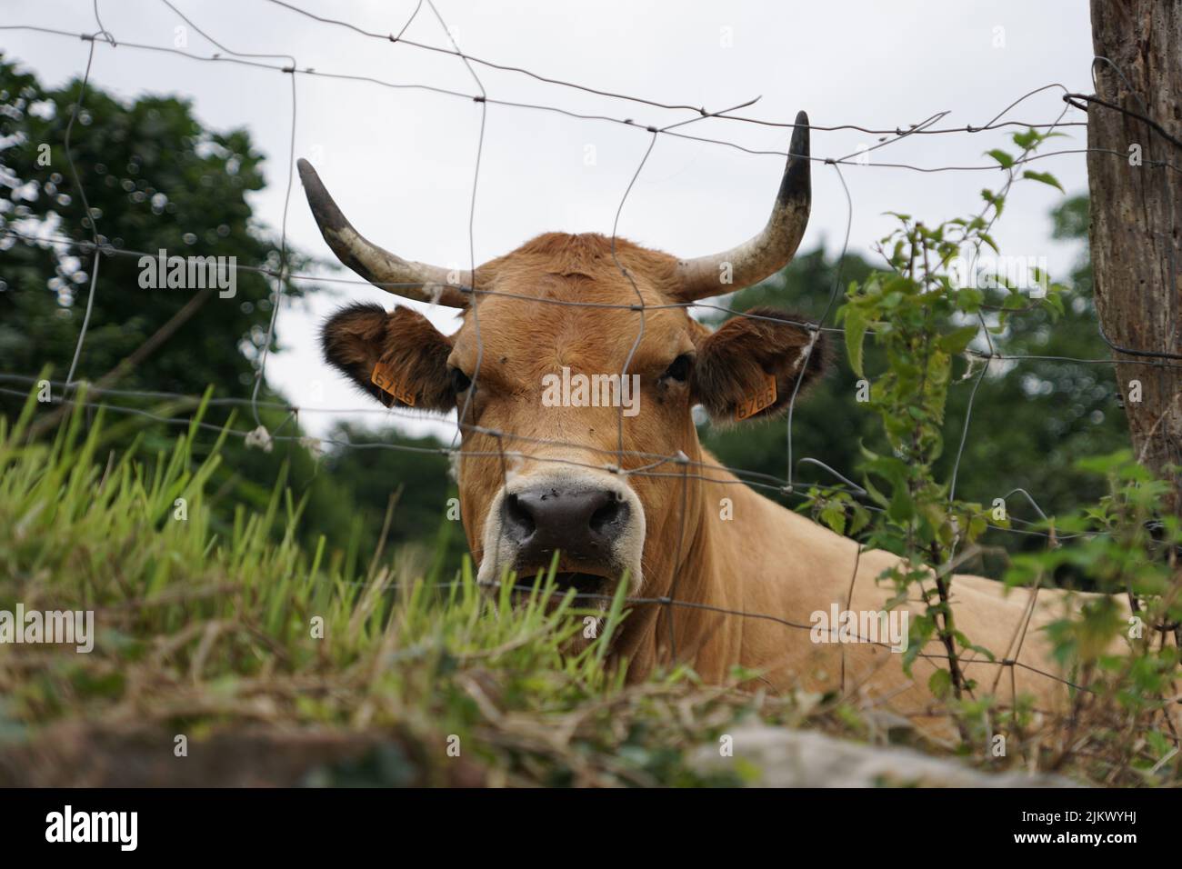 Un bel colpo di una vacca domestica in piedi dietro la griglia recinto nella fattoria durante il giorno Foto Stock