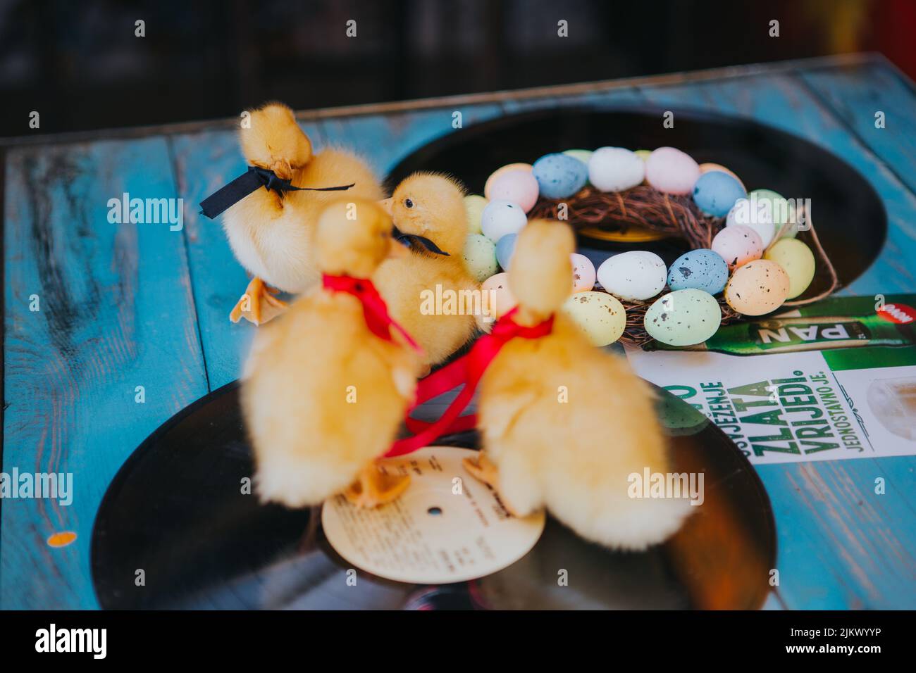Un primo piano di pulcini su dischi in vinile decorati con uova colorate a Pasqua Foto Stock